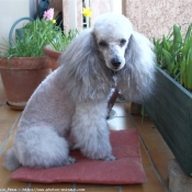 Photo de Caniche moyen