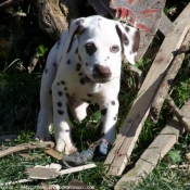 Photo de Dalmatien