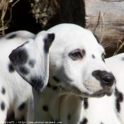 Photo de Dalmatien