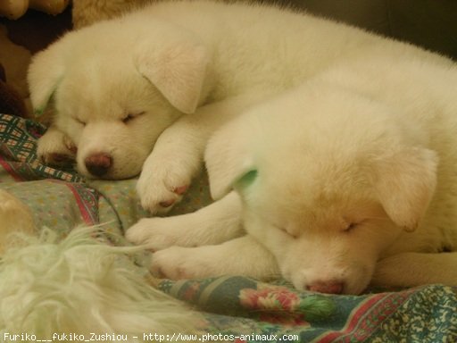 Photo d'Akita inu