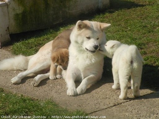 Photo d'Akita inu