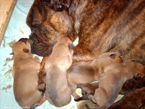 Photo de Bullmastiff