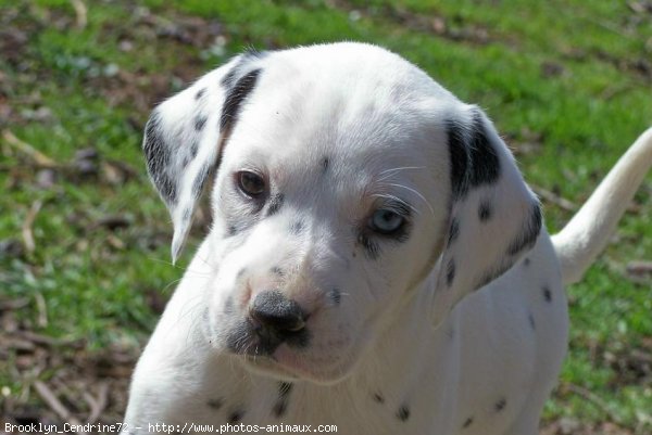 Photo de Dalmatien