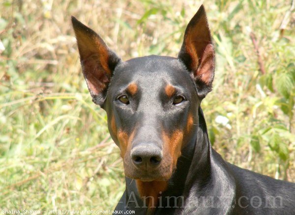 Photo de Dobermann