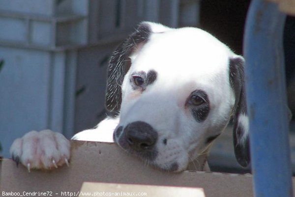 Photo de Dalmatien