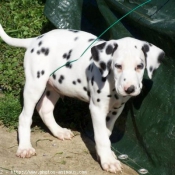 Photo de Dalmatien