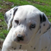 Photo de Dalmatien