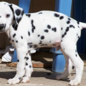 Photo de Dalmatien