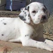 Photo de Dalmatien