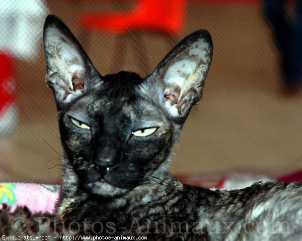 Photo de Cornish rex