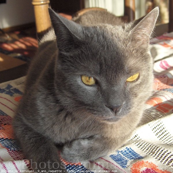 Photo de Chartreux