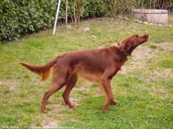 Photo de Setter irlandais rouge