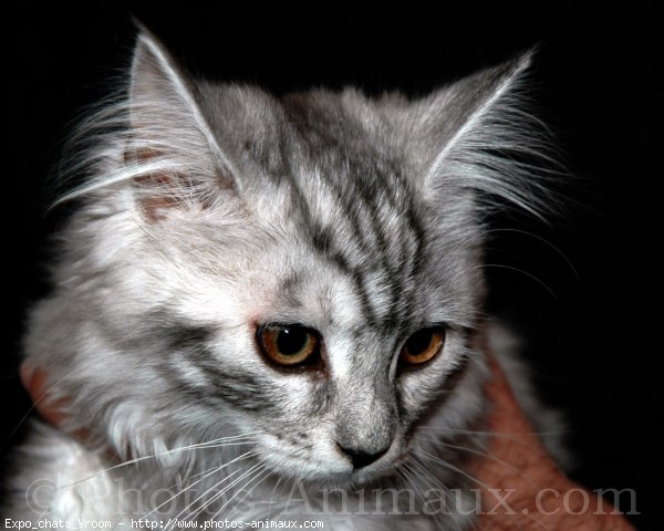 Photo de Maine coon