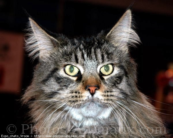 Photo de Maine coon