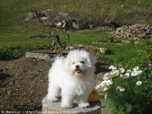 Photo de Bichon  poil fris