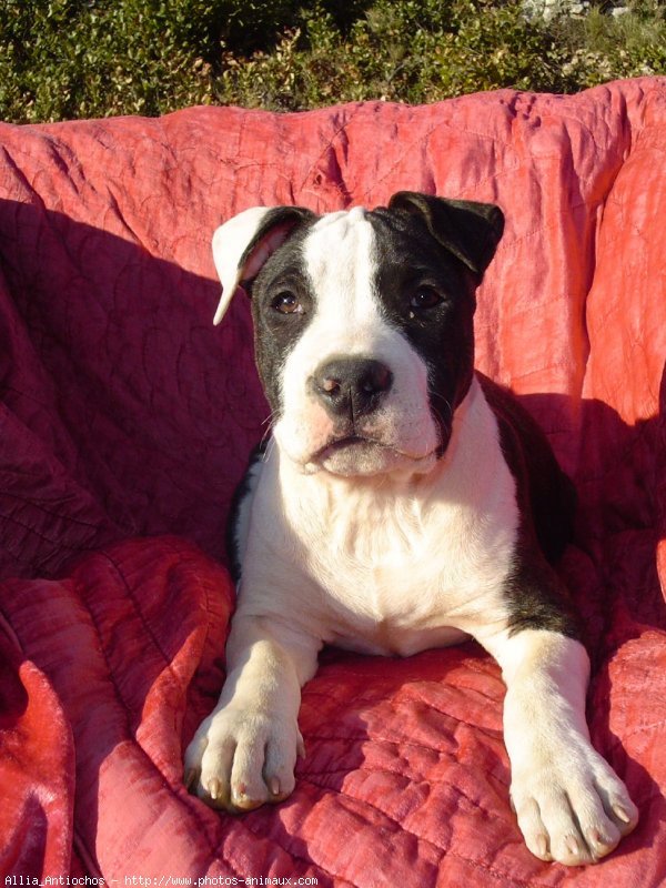 Photo d'American staffordshire terrier