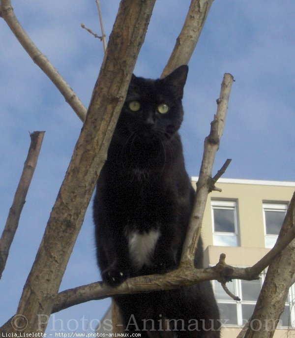 Photo de Chat domestique