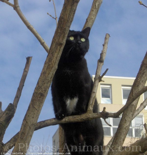 Photo de Chat domestique