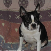 Photo de Boston terrier