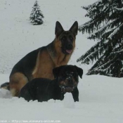 Photo de Berger allemand  poil court