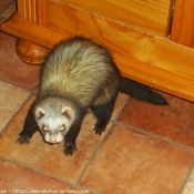 Photo de Furet