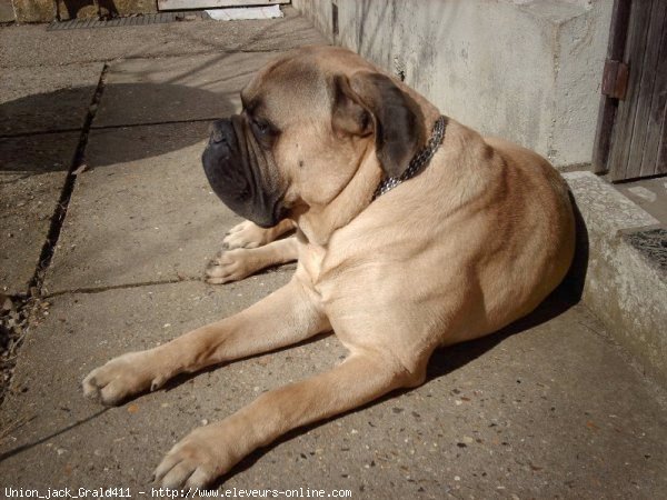 Photo de Bullmastiff