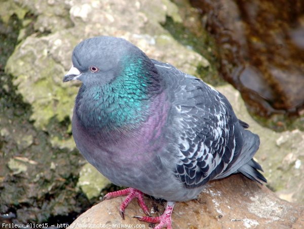 Photo de Pigeon