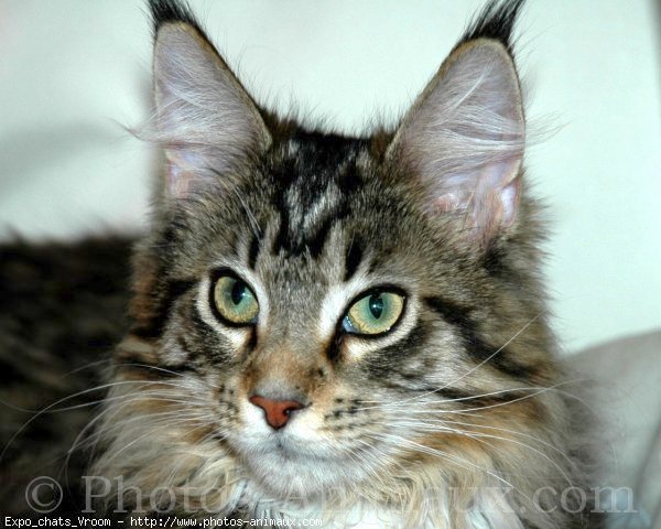 Photo de Maine coon