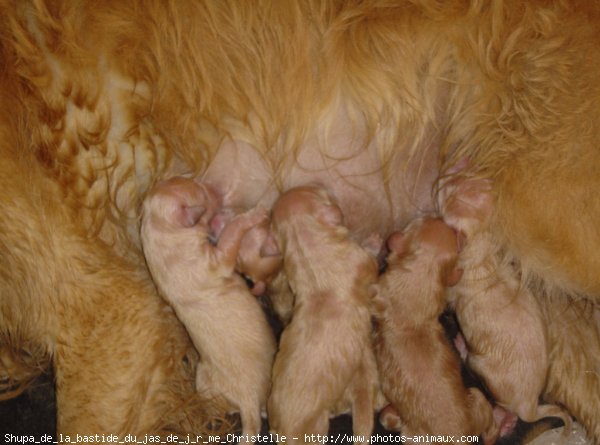 Photo de Golden retriever