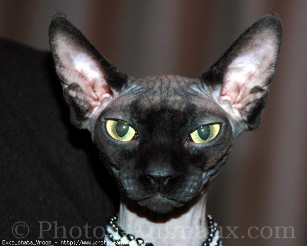 Photo de Sphynx