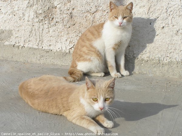 Photo de Chat domestique