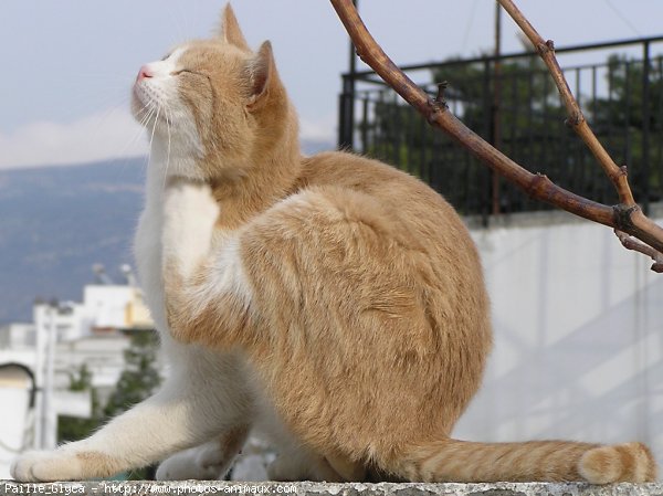 Photo de Chat domestique