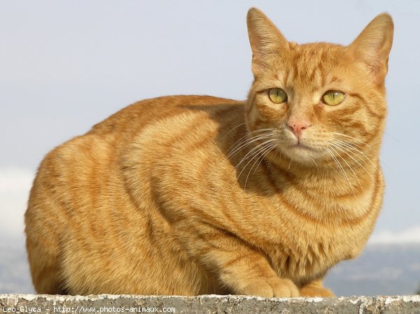 Photo de Chat domestique