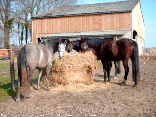 Photo de Races diffrentes