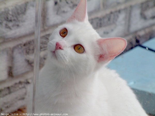 Photo de Chat domestique