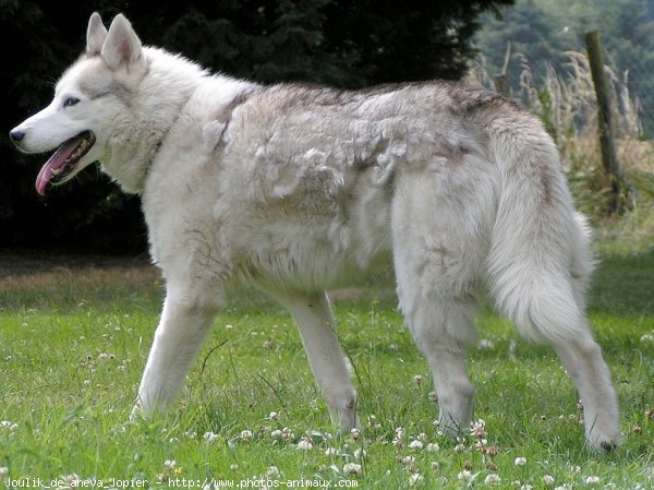 Photo de Husky siberien