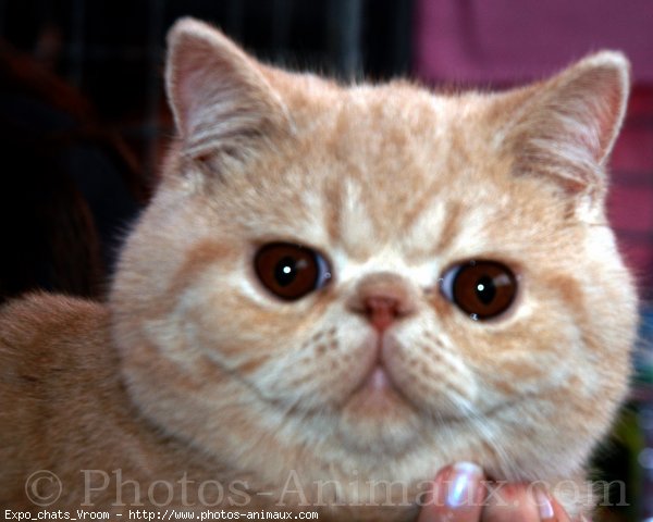 Photo d'Exotic shorthair