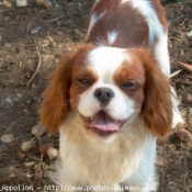 Photo de Cavalier king charles spaniel