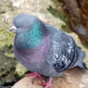 Photo de Pigeon