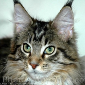 Photo de Maine coon