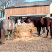 Photo de Races diffrentes