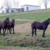 Photo de Canadien