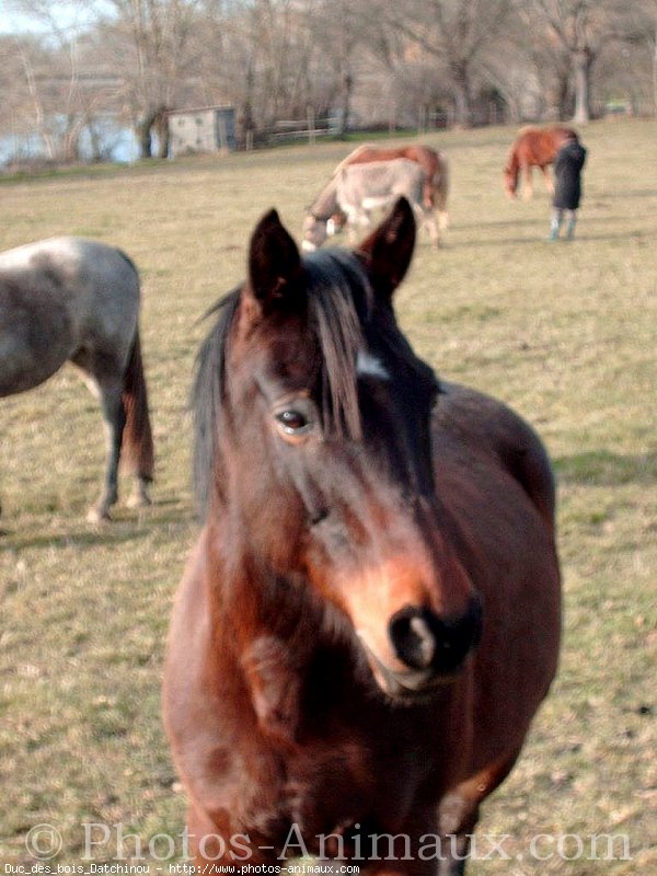 Photo de Trotteur franais