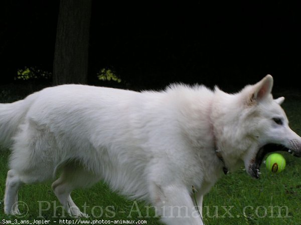 Photo de Berger blanc suisse