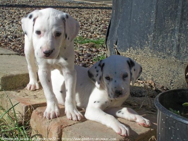 Photo de Dalmatien