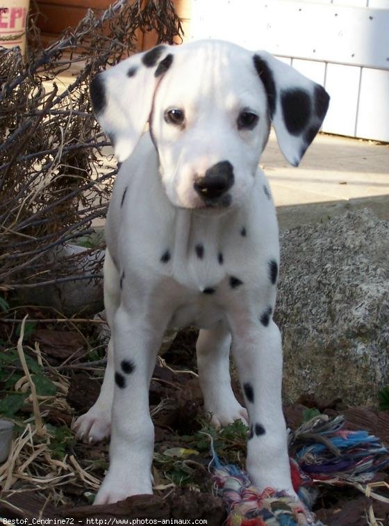 Photo de Dalmatien