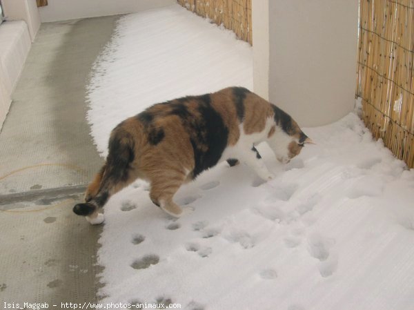 Photo de Chat domestique