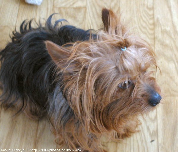 Photo de Yorkshire terrier