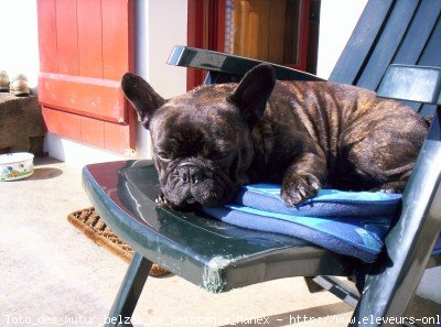 Photo de Bouledogue franais