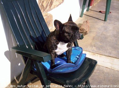 Photo de Bouledogue franais